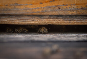 Close-up of wooden beehive and bees, closeup of bees on honeycomb in apiary