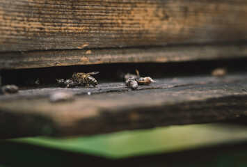 Close-up of wooden beehive and bees, closeup of bees on honeycomb in apiary
