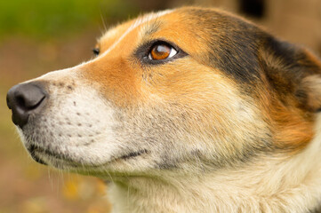 Close-up of a brown mixed breed dog on a natural background