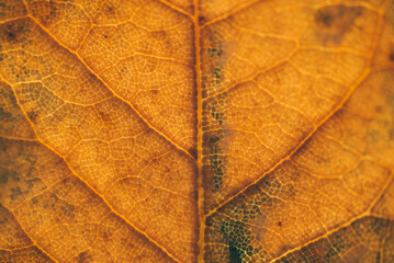 close up the structure of the autumn yellow leaf
