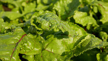 Beetroot harvest red Beta vulgaris leaves with raindrops beet rain fresh burpees bunch bio farm...