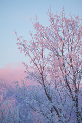 winter tree branches covered with frost