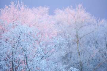 winter tree branches covered with frost
