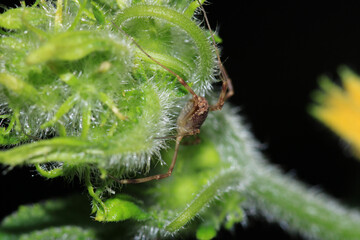 natural opilio dinaricus spider photo