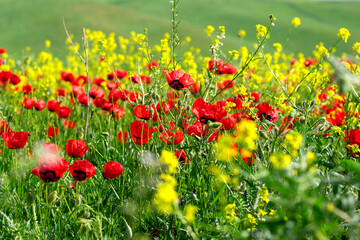field of red poppy flowers and yellow rapeseed on sunny day Sping came concept Hello March, April, May - 533363074