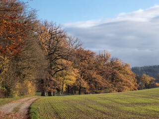 Fototapeta premium Spaziergang in der Sonne im Herbst 