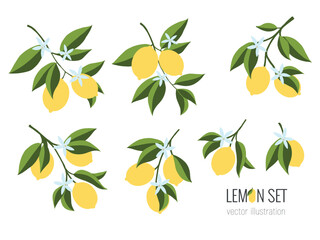 Isolated set of hand drawn lemon branch. Floral print. Sketch Exotic tropical citrus fresh fruit, lemons with leaves and flowers. Vector cartoon minimalistic flat style illustration. Doodle pattern