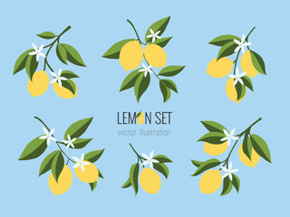 Isolated set of hand drawn lemon branch. Floral print. Sketch Exotic tropical citrus fresh fruit, lemons with leaves and flowers. Vector cartoon minimalistic flat style illustration. Doodle pattern
