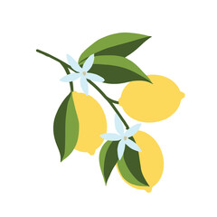 Isolated hand drawn lemon branch illustration. Floral print. Sketch Exotic tropical citrus fresh fruit, lemons with leaves and flowers. Vector cartoon minimalistic style . Doodle pattern