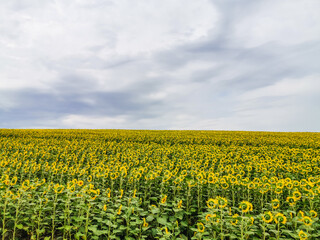 Fototapeta na wymiar Beautiful field of blooming sunflowers, sunflower field natural background