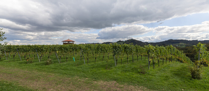 Weingarten mit Aussichtsturm in Steiermark