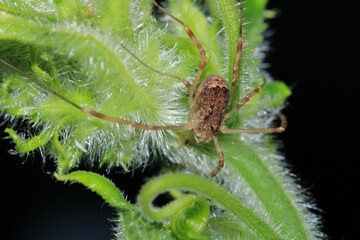 natural opilio dinaricus spider photo