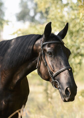 Portrait of a black bay horse on freedom a summer