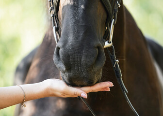 A woman's hand feeds a horse. Details.