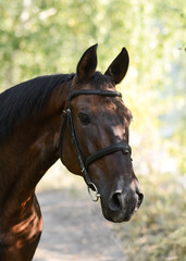 Portrait of a  bay stallion a summer. Karachay horse breed