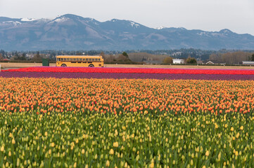 A shot of a school bus in the middle of colorful tulip fields at the Skagit Valley Tulip Festival,...