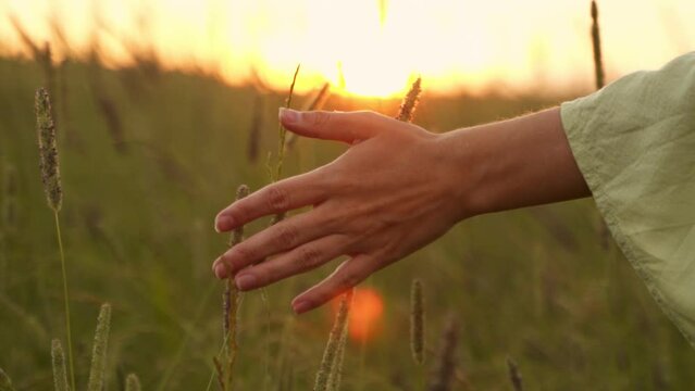 Woman touches grass while walking through meadows at sunset. 