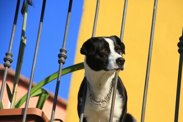 Wachhund