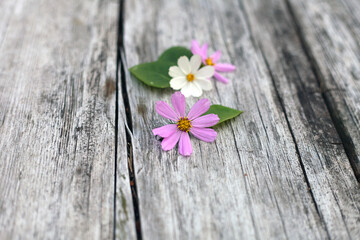 cosmos pink flower petals on wooden table. Soft and blurry capitulum with ring of broad ray florets