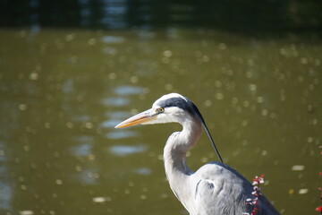 Grey heron