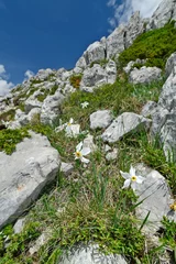 Fotobehang Weiße Narzisse // Poet's daffodil, poet's narcissus (Narcissus poeticus) - Tomorr Nationalpark, Albanien © bennytrapp