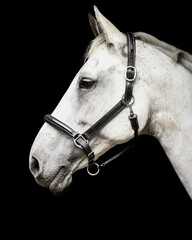 White warmblood mare with leather halter and a black background