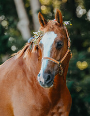 Chestnut mare with big white marking and brown leather halter, with flowers in her mane and a little heart in the background with bokeh