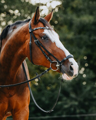 Brown warmblood gelding with big white markings and bridle with drop noseband, green background...
