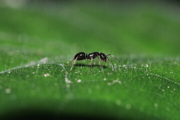 crematogaster scutellaris ant macro photo