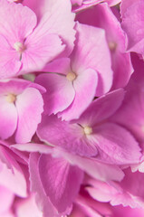 Close-up of pink hydrangea flowers. Beautiful inflorescence bouquet of delicate pink flowers macro shot. Floral background. Romantic spring card