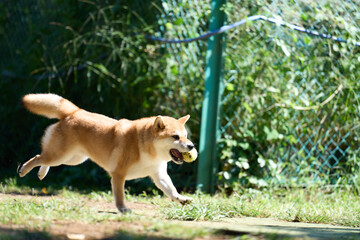 ボールをキャッチした柴犬
