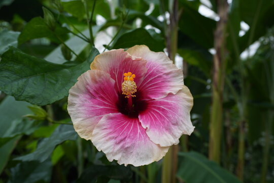 Hibiscus