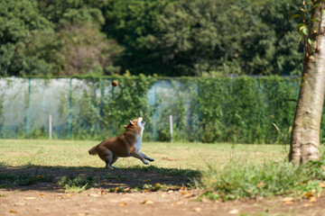 ボールをキャッチしよう身構える柴犬