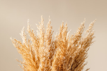 Reed plume grass or pampas grass closeup with shadows over beige background, aesthetic minimal home...