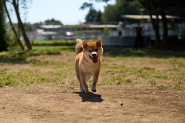 笑顔で走ってくる柴犬