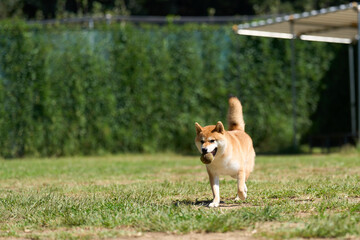ボールを咥えて元気に歩き回る柴犬