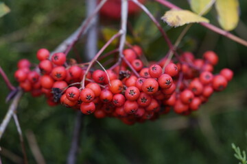 Sorbus sargentiana, red fruits. Rosaceae family