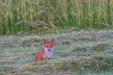 red fox in the grass