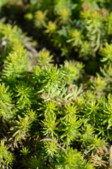 Rock stonecrop Angelina