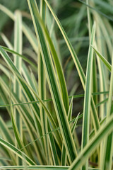 Sedge Vanilla Ice