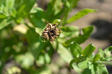 Garden marigold