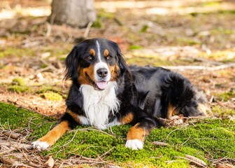 bernese mountain dog