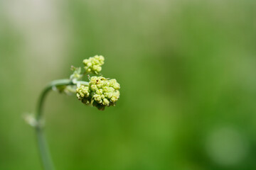Yellow meadow rue