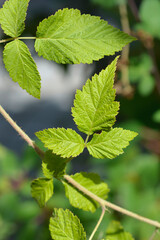 Blackberry Black Satin