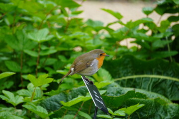 European robin