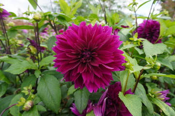 Obraz premium Dahlia pinnata