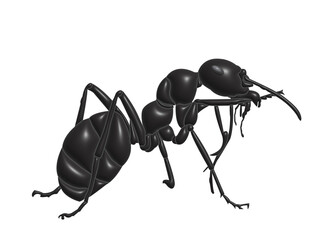 ants in transparent background image