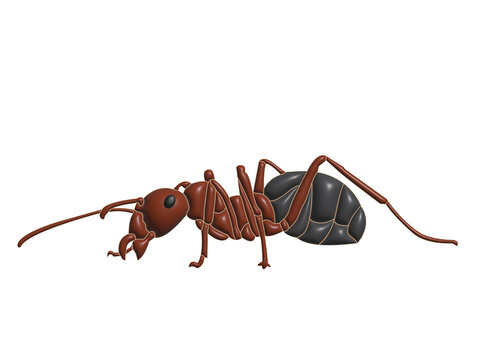 ants in transparent background image