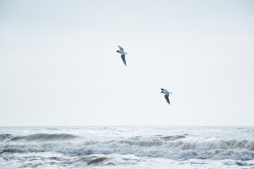 aves volando sobre el mar