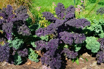 Purple kale growing in the vegetable garden
